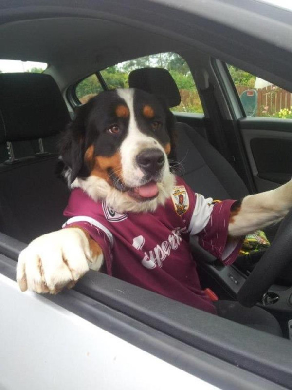 Dog In A Galway Shirt, Driving A Car 