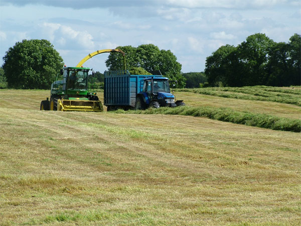 silage