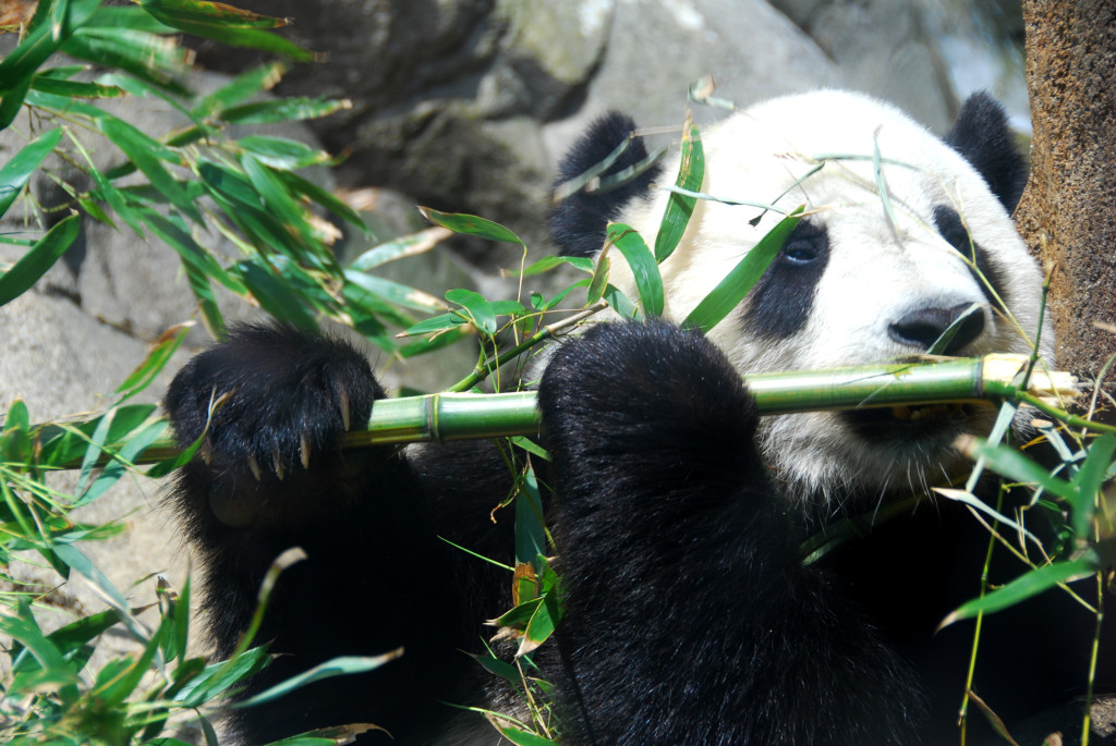 Giant_Panda_Tai_Shan