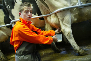 Celebrity-Farm-Mondo-Milking-Cow (1)
