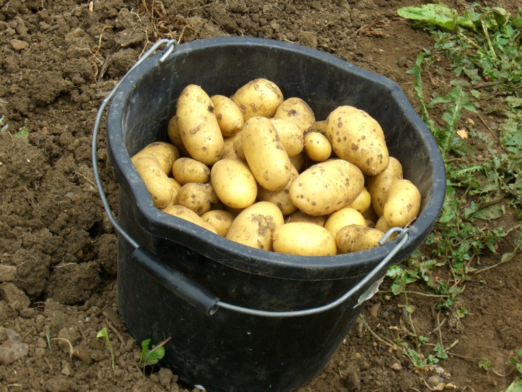 201-potato-bucket-7-july-091