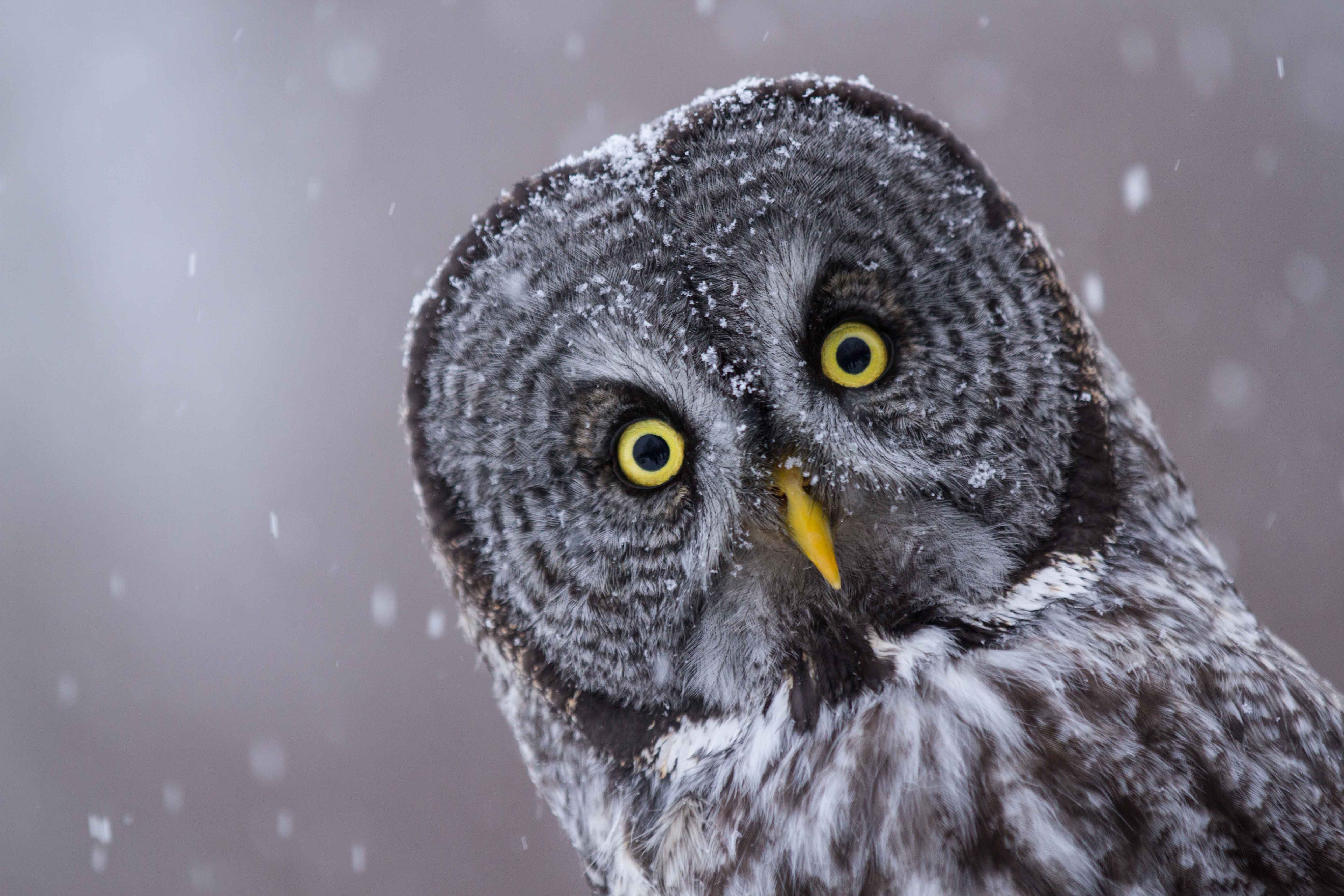 Ranking The 8 Most Adorable Species Of Owl TheSlicedPan