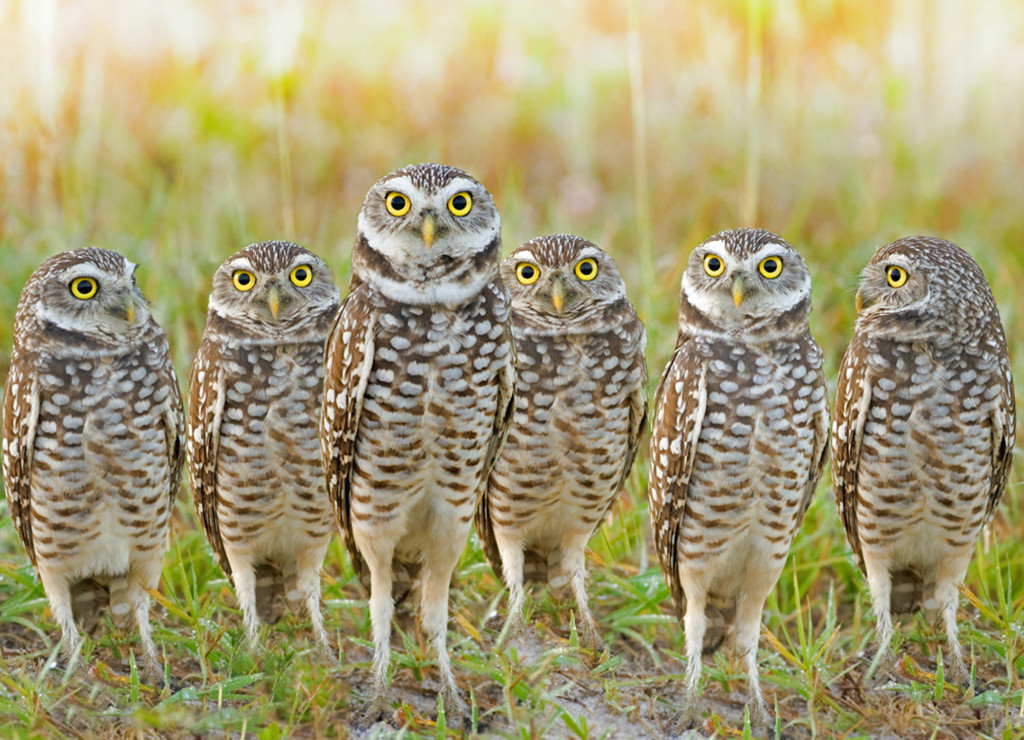Burrowing-Owls