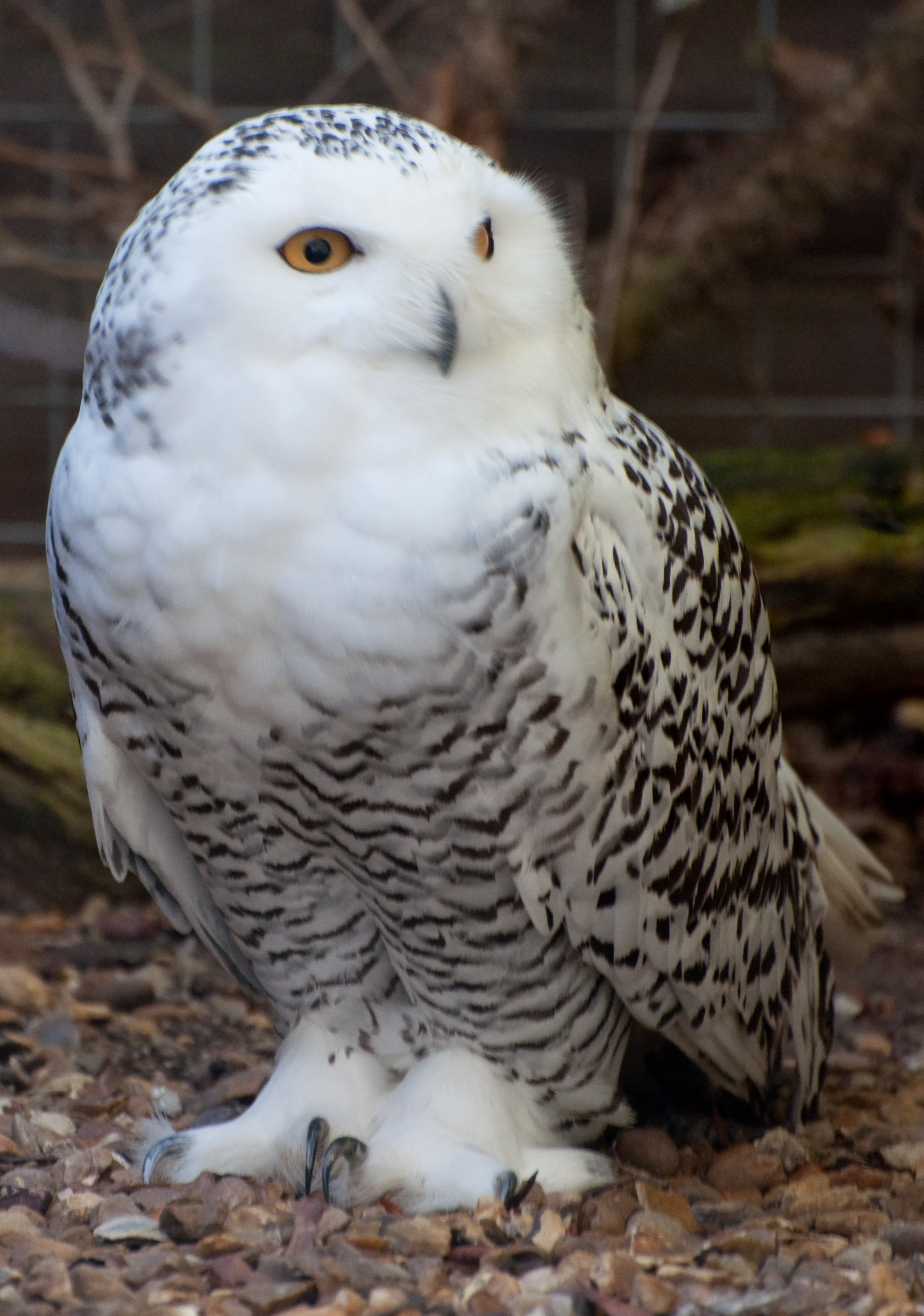 What Does Snowy Owl Mean In Spanish