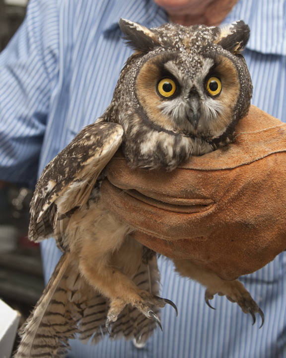 Long-eared-owl