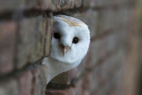 Barn Owl (Tyto alba) looks out from a hole in a wall as the light fades. Gloucestershire. UK