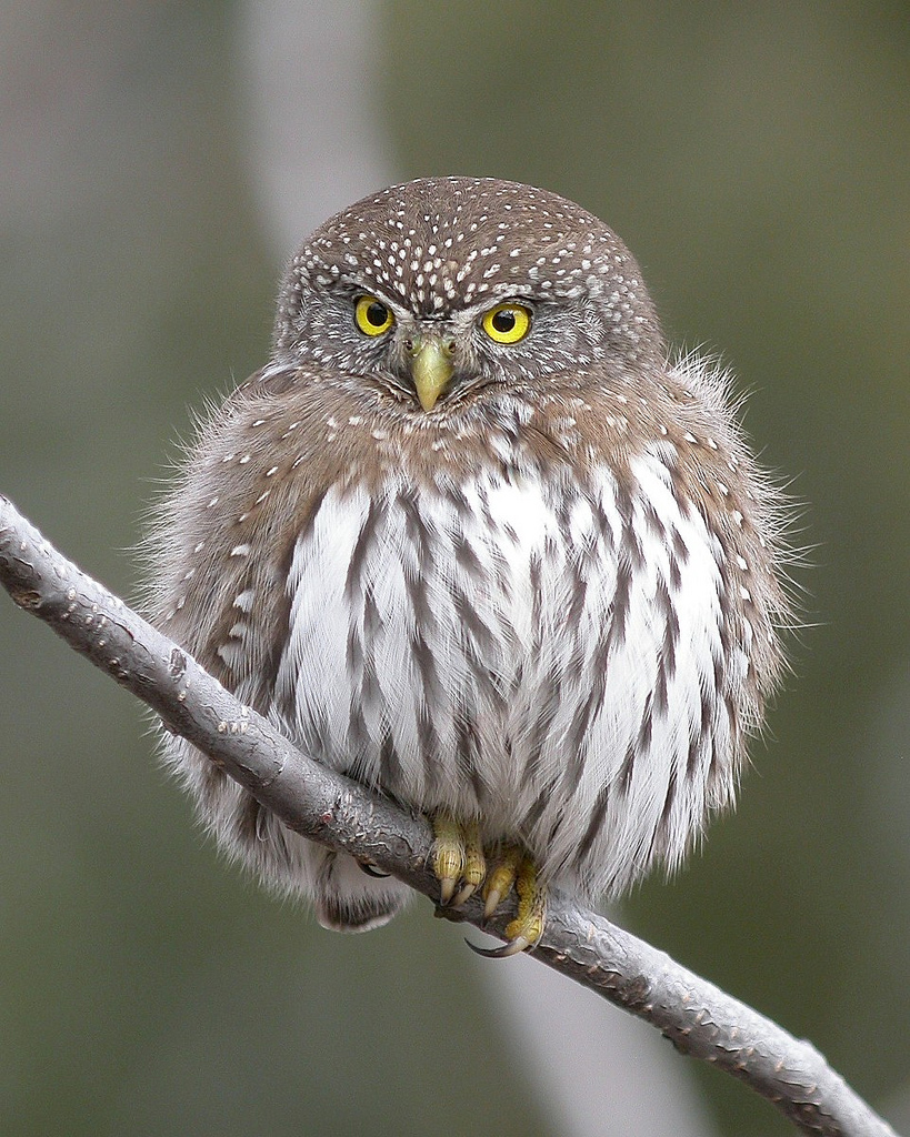 Ranking The 8 Most Adorable Species Of Owl | TheSlicedPan.com